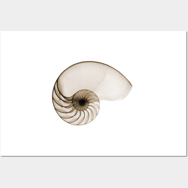 Sepia Seashell Wall Art by hamptonstyle